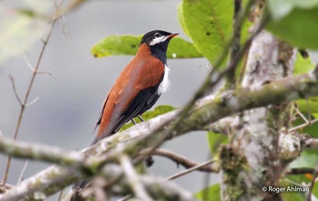 white-eared_solitaire