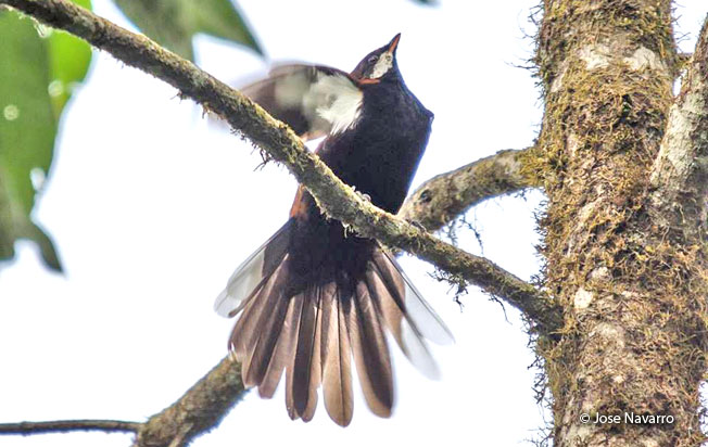white-eared_solitaire