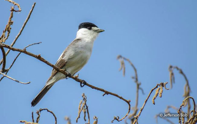 white-naped_xenopsaris