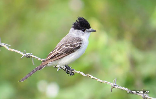 white-naped_xenopsaris