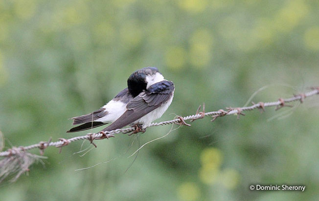 white-rumped_swallow