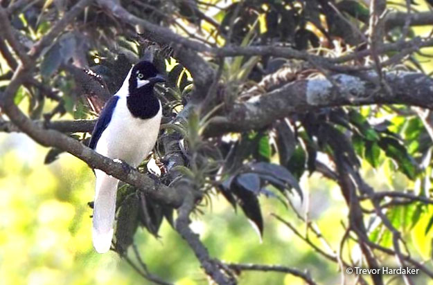 white-tailed_jay