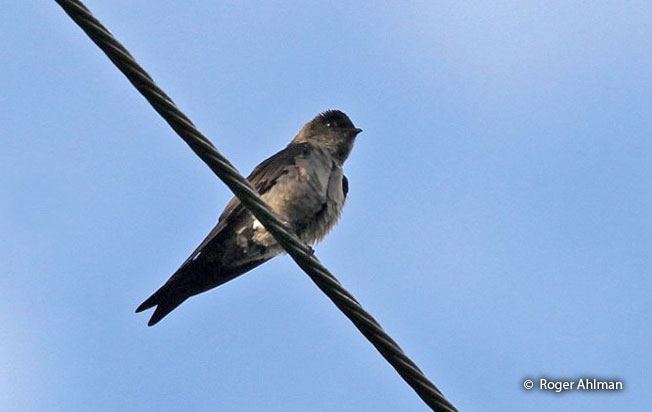 white-thighed_swallow
