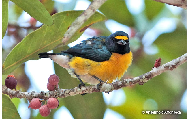 white-vented_euphonia