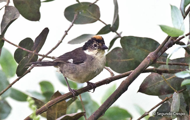 white-winged_brush-finch