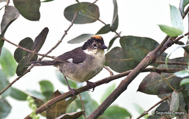 white-winged_brush-finch