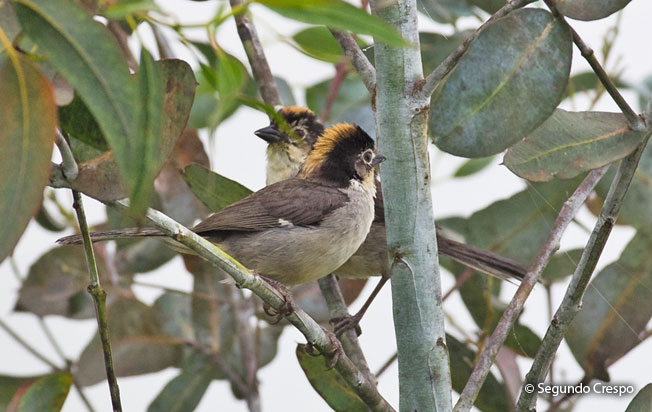 white-winged_brush-finch