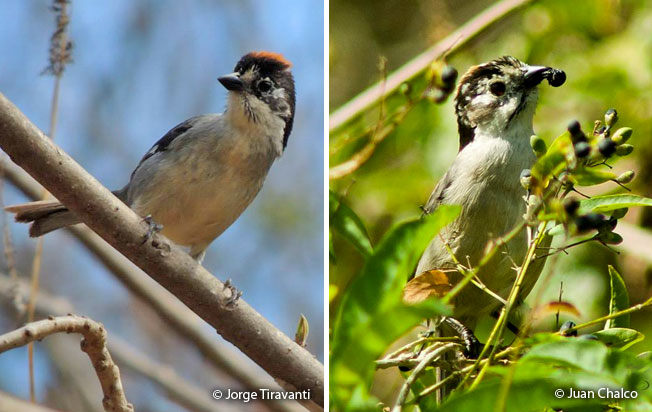 white-winged_brush-finch