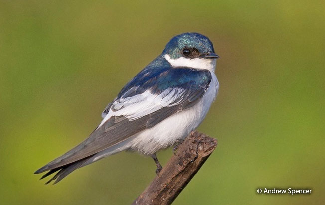 white-winged_swallow