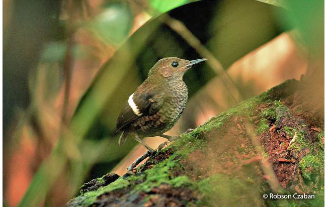 wing-banded_wren