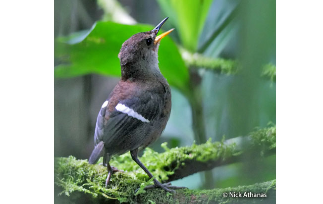 wing-banded_wren