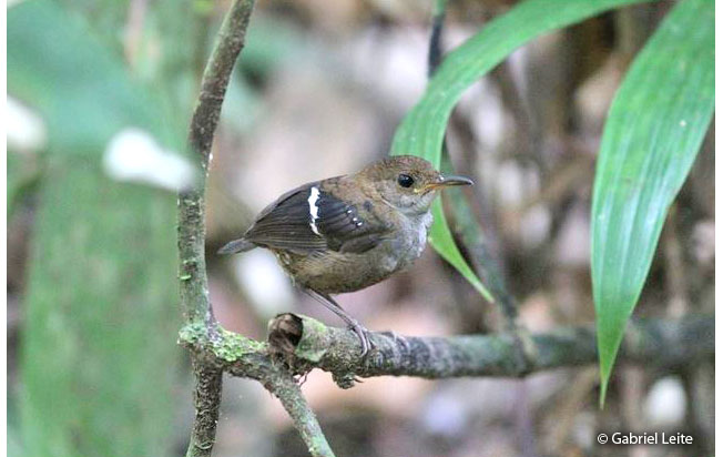 wing-banded_wren