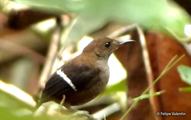 wing-banded_wren