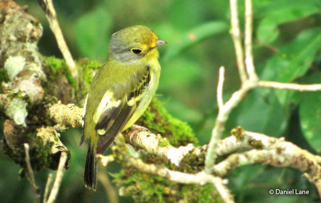 wing-barred_piprites