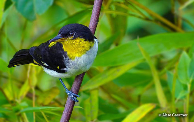 yellow-backed_tanager