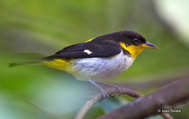 yellow-backed_tanager