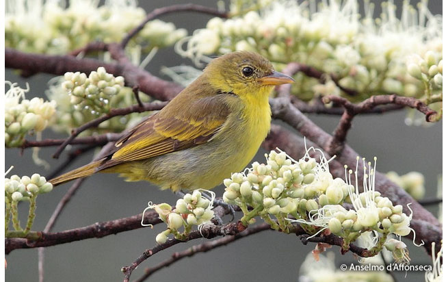 yellow-backed_tanager