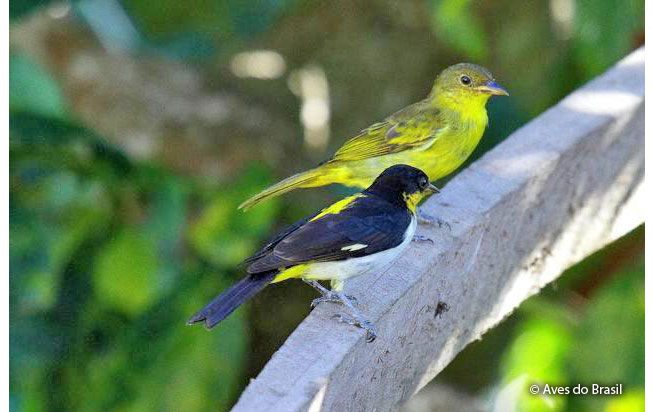 yellow-backed_tanager