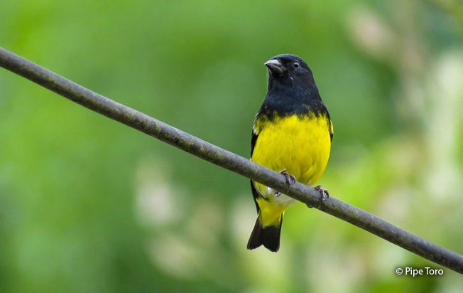 yellow-bellied_siskin