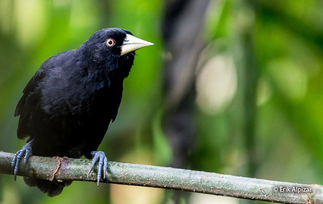 yellow-billed_cacique
