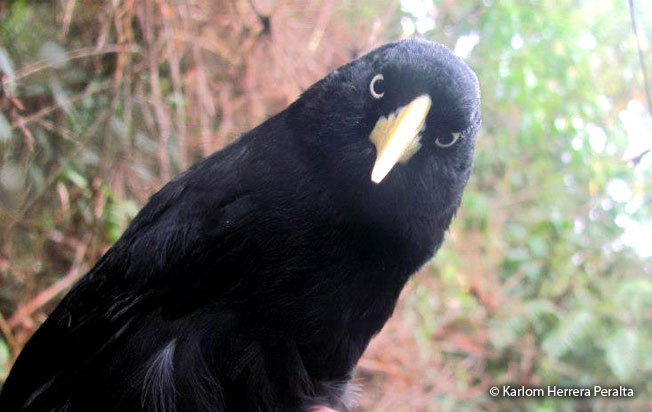 yellow-billed_cacique