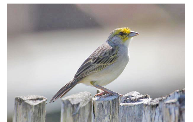 yellow-browed-sparrow