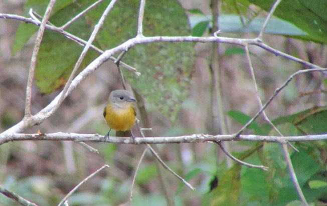 yellow-crested_tanager