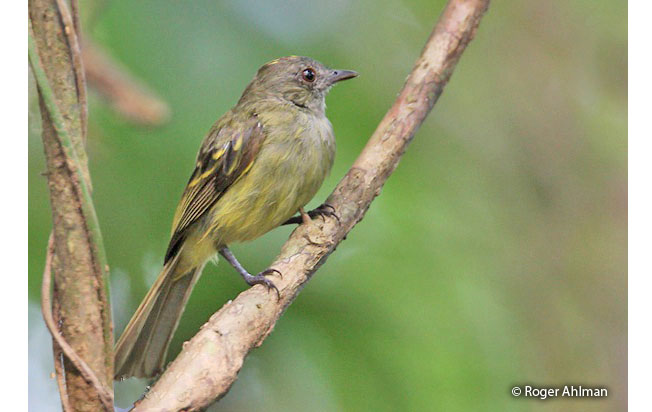 yellow-crowned_elaenia