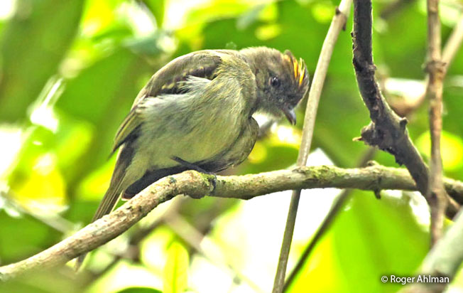 yellow-crowned_elaenia
