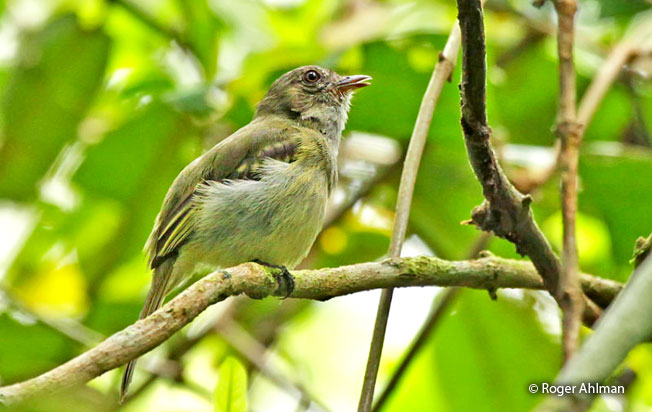 yellow-crowned_elaenia