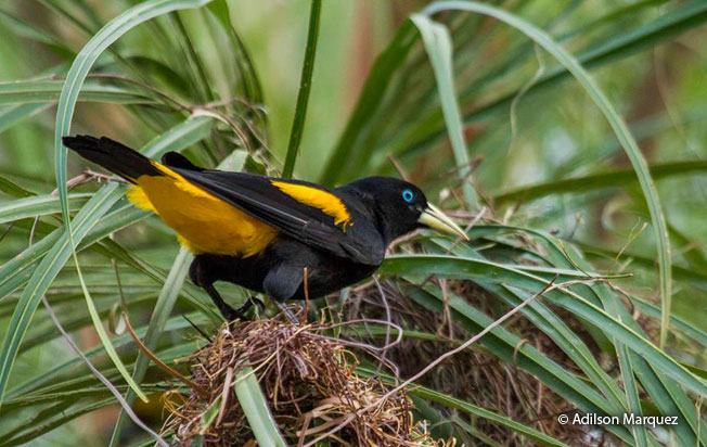 yellow-rumped-cacique