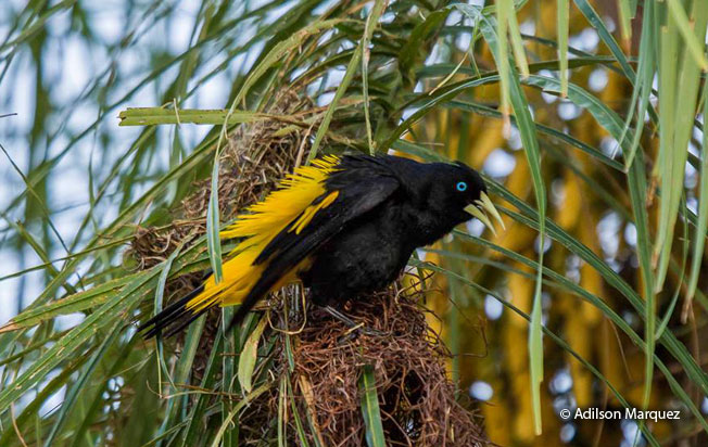 yellow-rumped-cacique