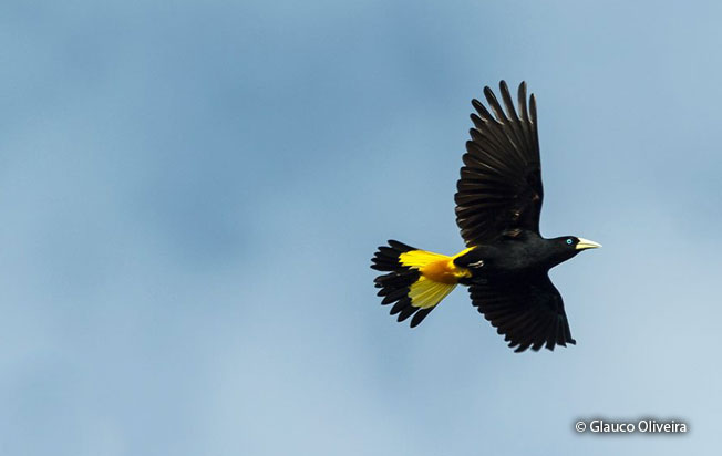 yellow-rumped-cacique