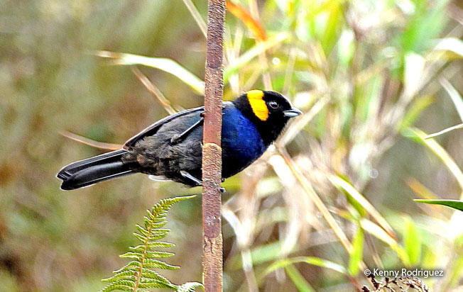 yellow-scarfed_Tanager