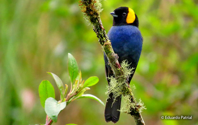 yellow-scarfed_Tanager