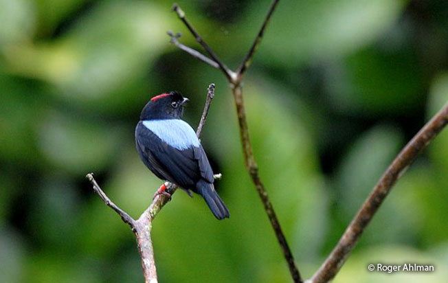 yungas_manakin