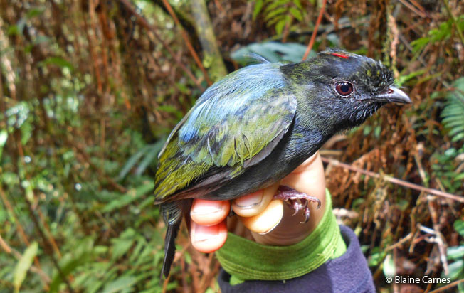 yungas_manakin