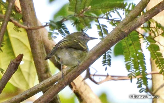 zimmer's_tody-tyrant