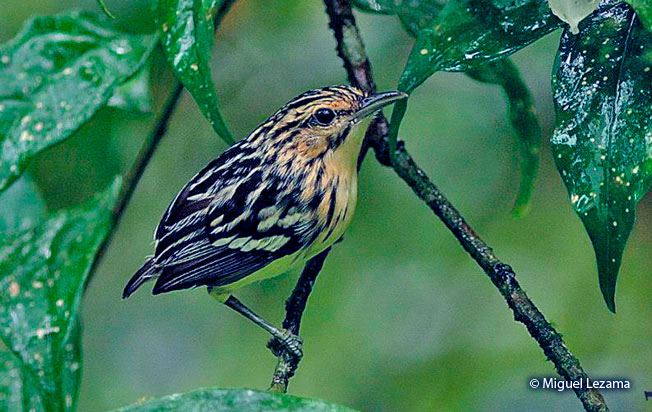 pygmy_antwren