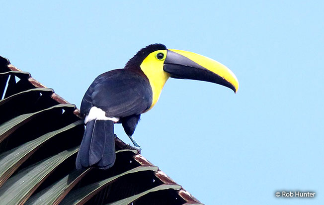 choco_toucan
