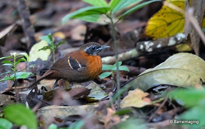 cordillera-azul-antbird