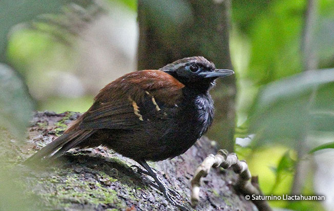 cordillera-azul-antbird