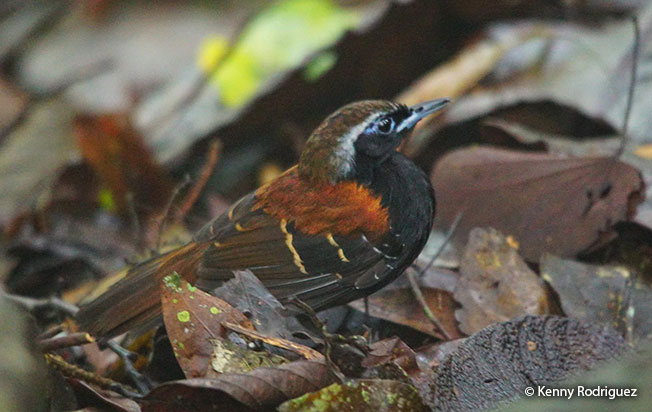 cordillera-azul-antbird