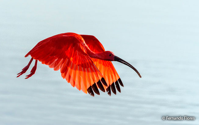 scarlet_ibis