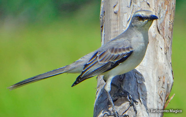 tropical_mockingbird