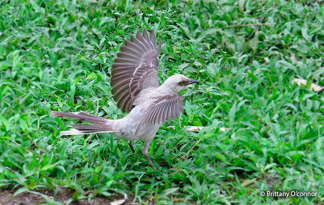 tropical_mockingbird