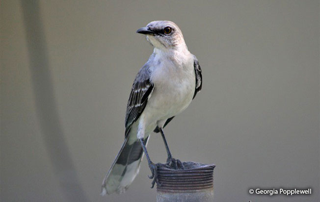 tropical_mockingbird