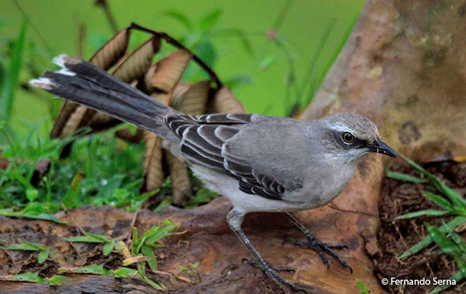 tropical_mockingbird