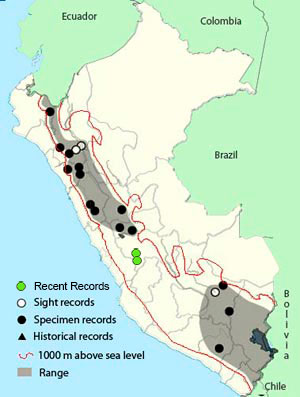 white-tailed_shrike-tyrant_map