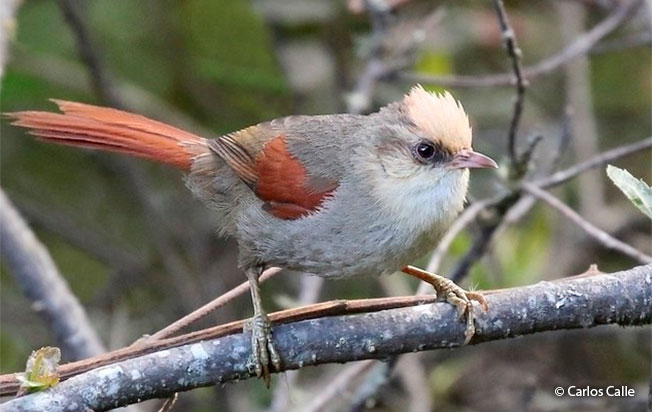 creamy crested spinetail